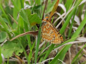 Ein Weibchen des Goldenen Scheckenfalters bei der Eiablage an Scabiosa columbaria.